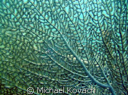 Sea fan on the inside reef at Lauderdale by the Sea by Michael Kovach 